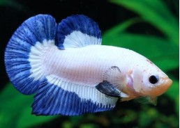 Betta plakat mâle select platinium blue - Betta plakat - Comptoir du Poisson exotique