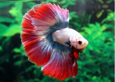 Betta halfmoon select mâle thai flag - Betta halfmoon séléction - Comptoir du Poisson exotique