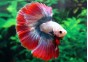 Betta halfmoon select mâle thai flag - Betta halfmoon séléction - Comptoir du Poisson exotique