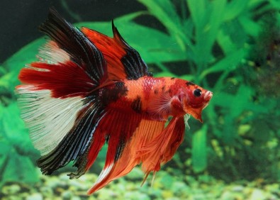 Betta halfmoon select mâle koi - Betta halfmoon séléction - Comptoir du Poisson exotique