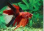 Betta halfmoon select mâle koi - Betta halfmoon séléction - Comptoir du Poisson exotique