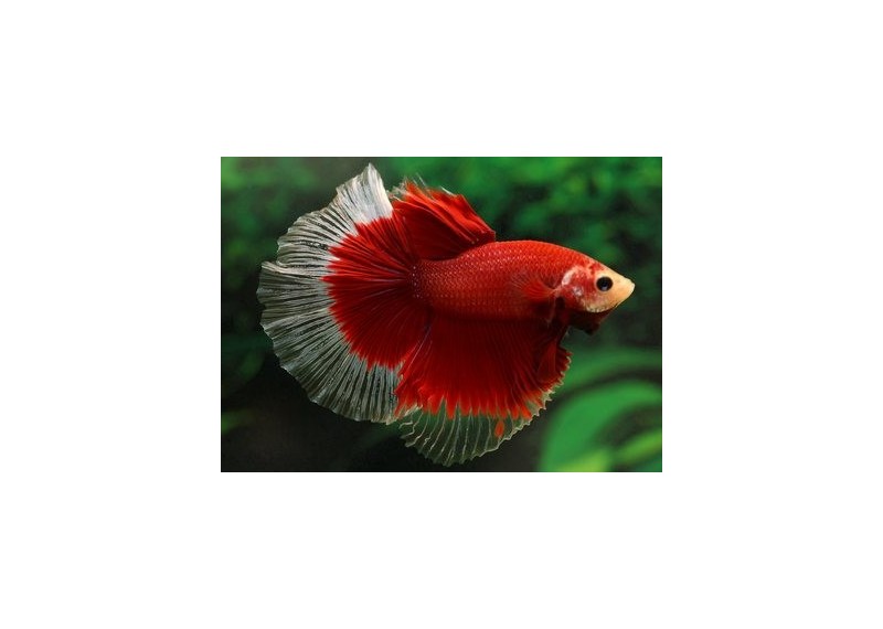 Betta hm select mâle butterfly rouge et - Betta halfmoon séléction - Comptoir du Poisson exotique