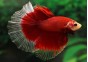 Betta hm select mâle butterfly rouge et - Betta halfmoon séléction - Comptoir du Poisson exotique