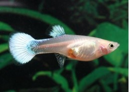 Guppy femelle platinium white - Guppy femelle - Comptoir du Poisson exotique