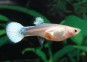 Guppy femelle platinium white - Guppy femelle - Comptoir du Poisson exotique