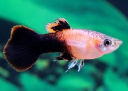 Guppy mâle tuxedo rose - Guppy mâle - Comptoir du Poisson exotique