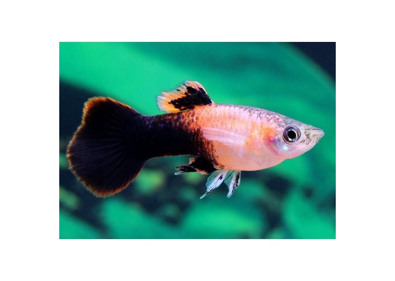 Guppy mâle tuxedo rose - Guppy mâle - Comptoir du Poisson exotique