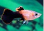 Guppy mâle tuxedo rose - Guppy mâle - Comptoir du Poisson exotique