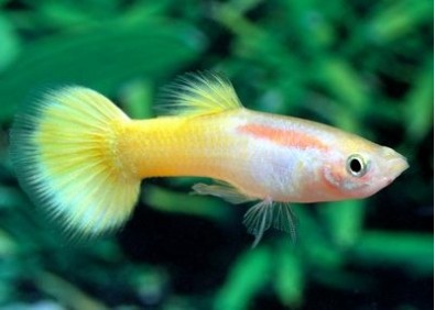 Guppy mâle jaune gold - Guppy mâle - Comptoir du Poisson exotique