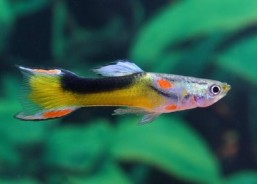 Guppy mâle endler tuxedo - Guppy endler - Comptoir du Poisson exotique