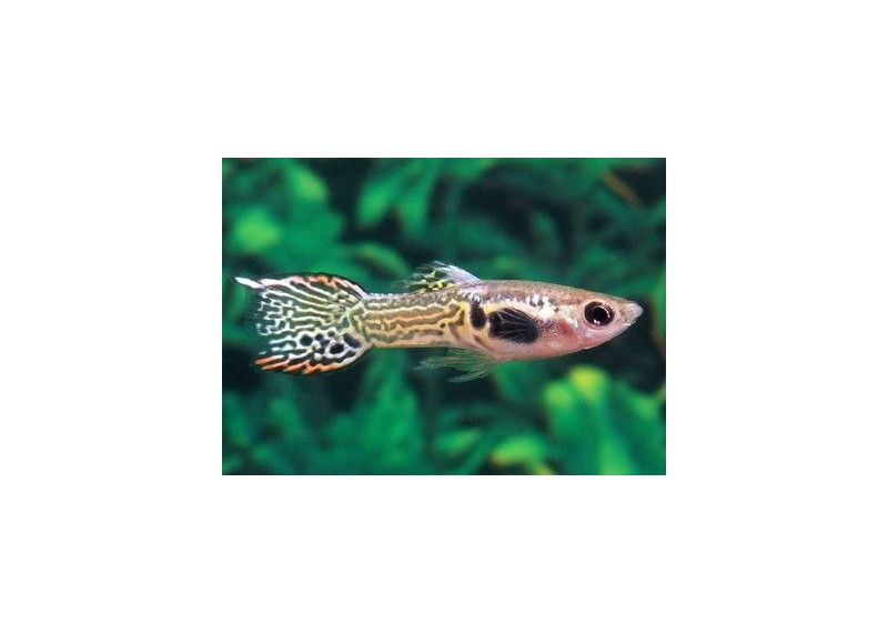 Guppy endler tiger - Guppy endler - Comptoir du Poisson exotique