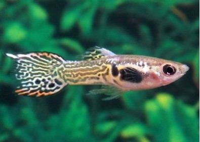 Guppy endler tiger - Guppy endler - Comptoir du Poisson exotique