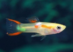 Guppy mâle endler sunshine - Guppy endler - Comptoir du Poisson exotique