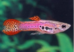 Guppy mâle endler pink cobra - Guppy endler - Comptoir du Poisson exotique