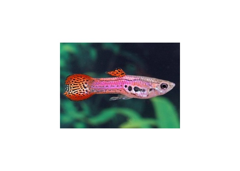 Guppy mâle endler pink cobra - Guppy endler - Comptoir du Poisson exotique