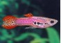 Guppy mâle endler pink cobra - Guppy endler - Comptoir du Poisson exotique