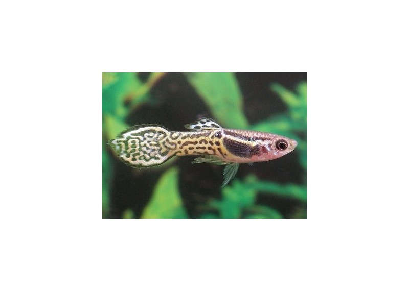 Guppy mâle endler cobra vert - Guppy endler - Comptoir du Poisson exotique