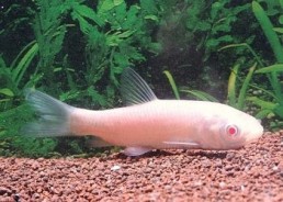 Carpe amour albinos - Carpes amour - Comptoir du Poisson exotique