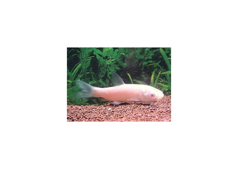 Carpe amour albinos - Carpes amour - Comptoir du Poisson exotique