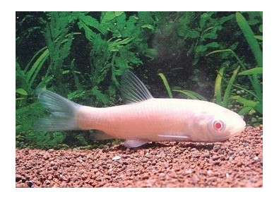 Carpe amour albinos - Carpes amour - Comptoir du Poisson exotique