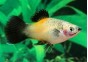 Platy wagtail jaune - Platy - Comptoir du Poisson exotique