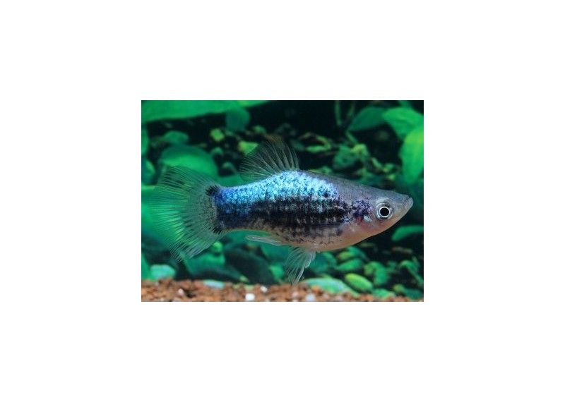 Platy tuxedo bleu - Platy - Comptoir du Poisson exotique