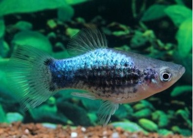 Platy tuxedo bleu - Platy - Comptoir du Poisson exotique