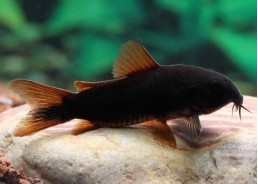 Corydoras black venezuela - Corydoras - Comptoir du Poisson exotique