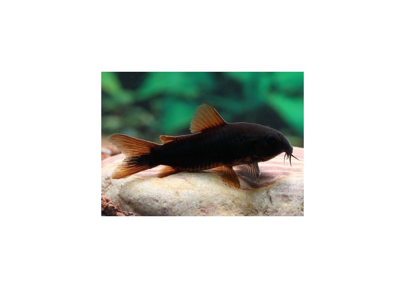 Corydoras black venezuela - Corydoras - Comptoir du Poisson exotique