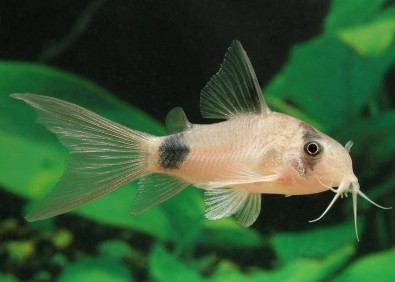 Corydoras panda voile - Corydoras - Comptoir du Poisson exotique