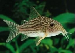 Corydoras sterbai - Corydoras - Comptoir du Poisson exotique