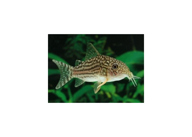 Corydoras sterbai - Corydoras - Comptoir du Poisson exotique