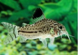 Corydoras julii - Corydoras - Comptoir du Poisson exotique