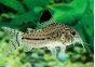 Corydoras julii - Corydoras - Comptoir du Poisson exotique