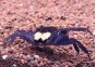 Crabe vampire yellow purple - Crabe - Comptoir du Poisson exotique
