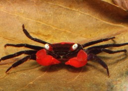 Crabe vampire red devil - Crabe - Comptoir du Poisson exotique