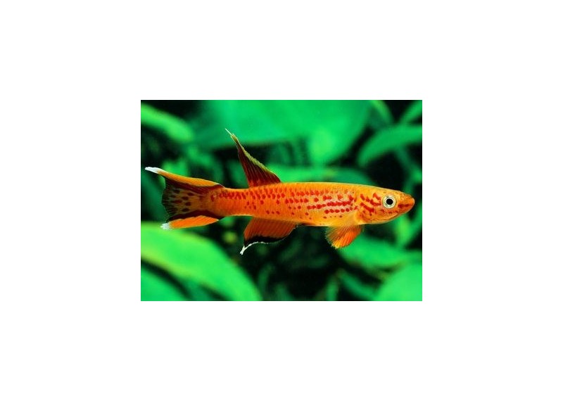 Killies cap lopez gold - Killies - Comptoir du Poisson exotique