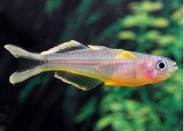 Pseudomugil furcatus - Melanotaenia - Comptoir du Poisson exotique