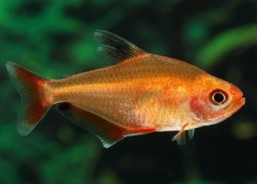 Hyphessobrycon eques - Characidés - Comptoir du Poisson exotique