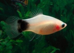 Platy mickey blanc - Platy - Comptoir du Poisson exotique