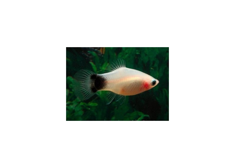 Platy mickey blanc - Platy - Comptoir du Poisson exotique