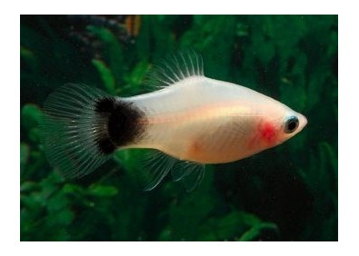 Platy mickey blanc - Platy - Comptoir du Poisson exotique