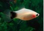 Platy mickey blanc - Platy - Comptoir du Poisson exotique