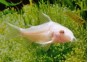 Corydoras paleatus albinos - Corydoras - Comptoir du Poisson exotique