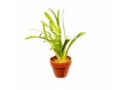 Sagittaria subulata 'Teres' - Pot terre cuite - Plantes en pots terre cuite 3cm - Comptoir du Poisson exotique