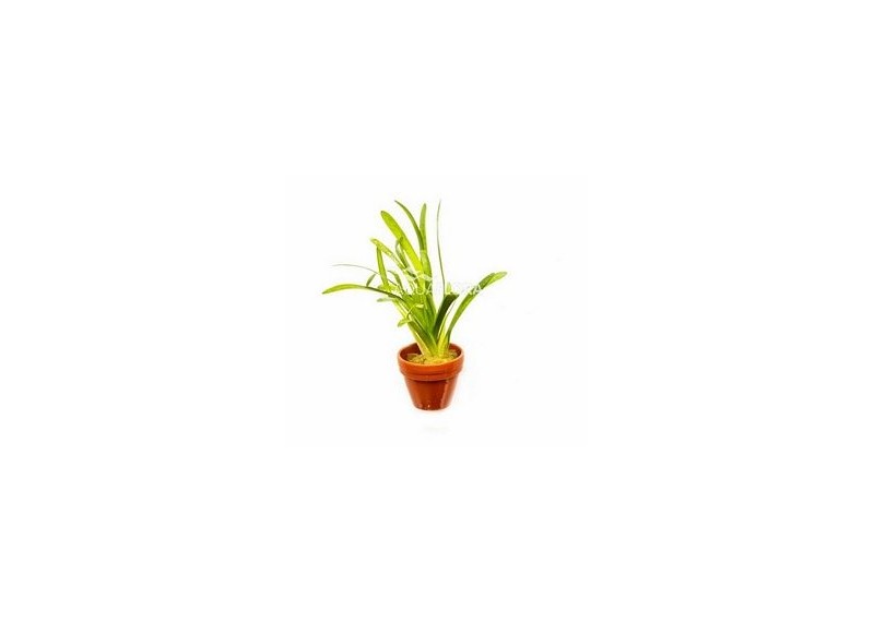 Sagittaria subulata 'Teres' - Pot terre cuite - Plantes en pots terre cuite 3cm - Comptoir du Poisson exotique