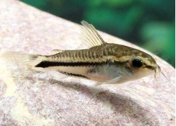 Corydoras pygmaeus - Corydoras - Comptoir du Poisson exotique