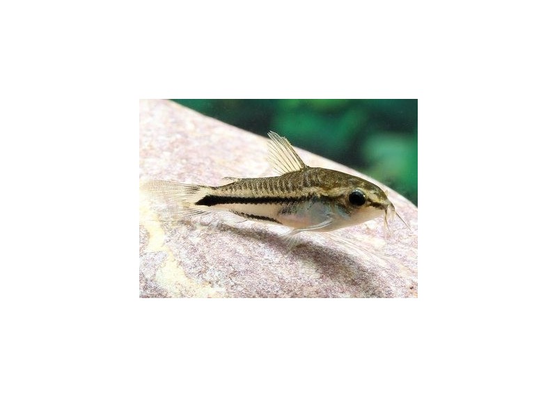 Corydoras pygmaeus - Corydoras - Comptoir du Poisson exotique