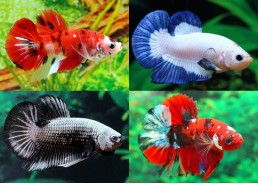 Betta plakat mâle select assortis - Betta plakat - Comptoir du Poisson exotique