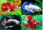 Betta plakat mâle select assortis - Betta plakat - Comptoir du Poisson exotique